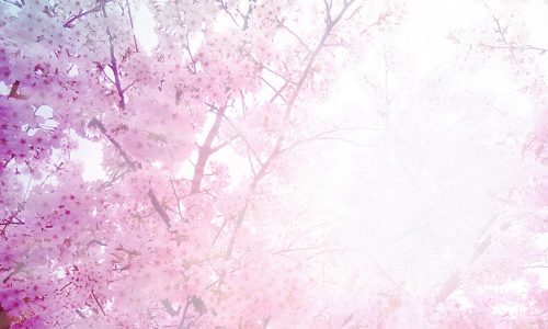 福岡・博多なでしこ2020年